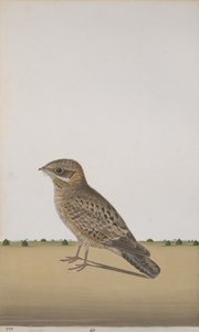 Een gewone Indiase nachtzwaluw, ca. 1780